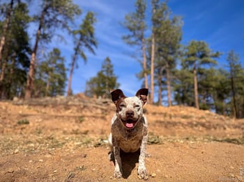 49 Pine Dr, Lyons, CO 80540