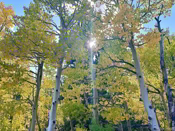 49 Pine Dr, Lyons, CO 80540