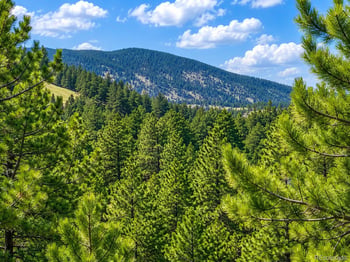 5091 Olive Rd, Evergreen, CO 80439
