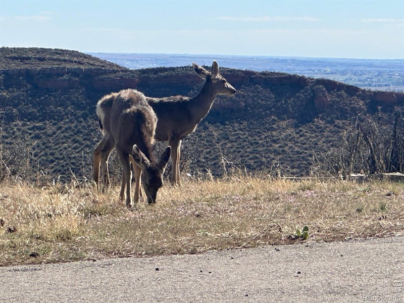 4000 Fawn Trl, Loveland, CO 80537