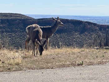 4000 Fawn Trl, Loveland, CO 80537
