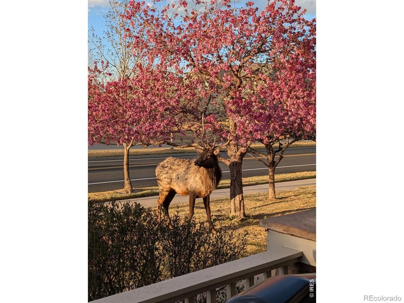 2980 Tabernash Dr, Loveland, CO 80538