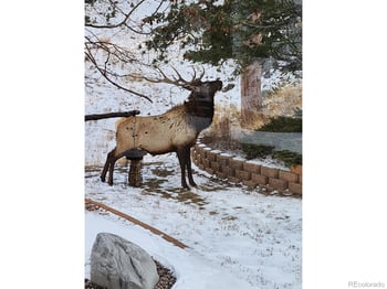 96 Lone Wolf Rd, Loveland, CO 80537