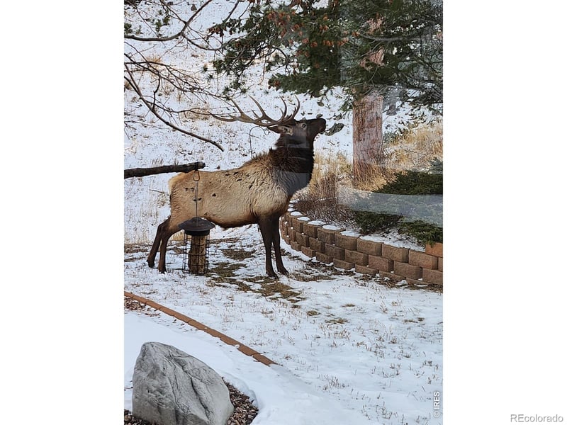 96 Lone Wolf Rd, Loveland, CO 80537