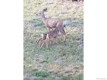 96 Lone Wolf Rd, Loveland, CO 80537