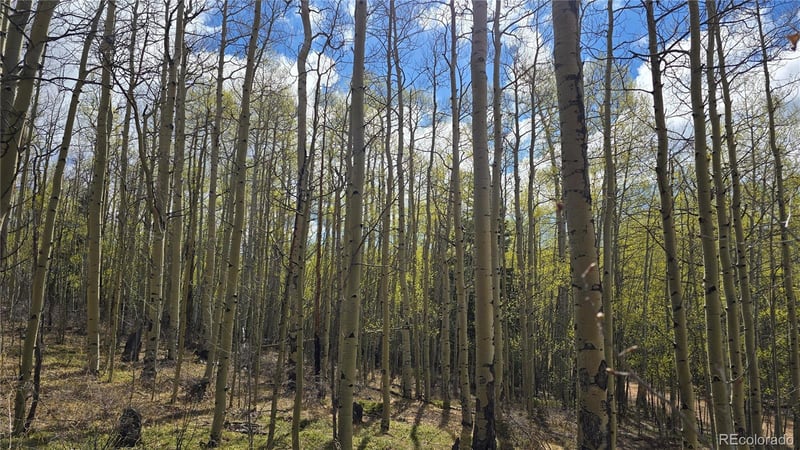 Lot 5902 Slegers Rd Lot 5902, Fort Garland, CO 81133