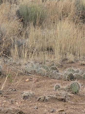Lot 17 E Denver Rd, Blanca, CO 81123