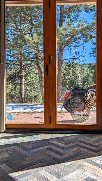 23004 Whispering Woods, Golden, CO 80401