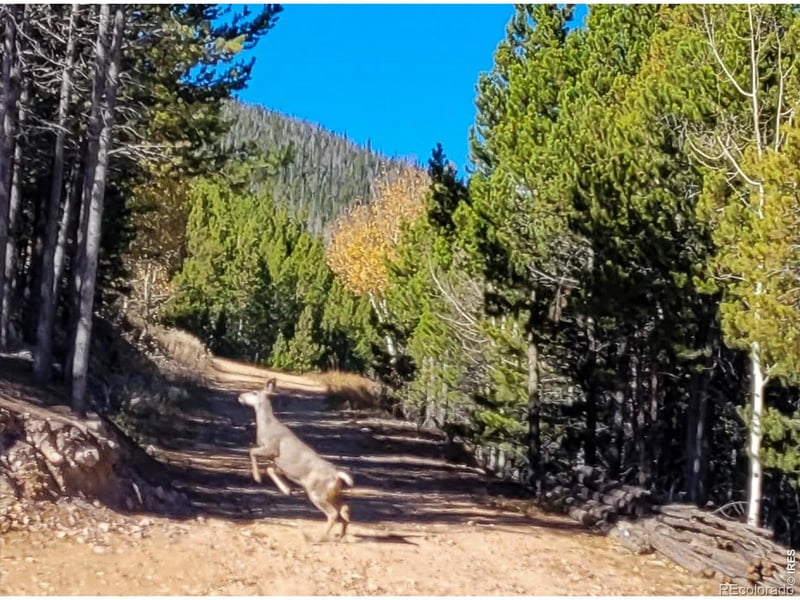 3200 Ottawa Way, Red Feather Lakes, CO 80545
