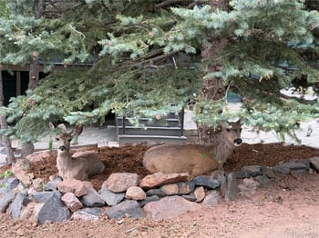 10542 Mossrock Rn, Littleton, CO 80125