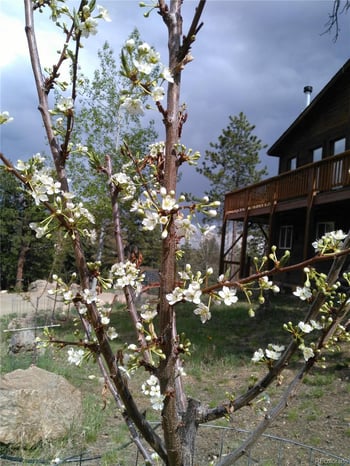 33508 Persistence Ave, Pine, CO 80470