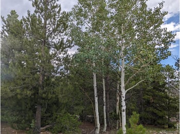 90 Quapaw Ct, Red Feather Lakes, CO 80545