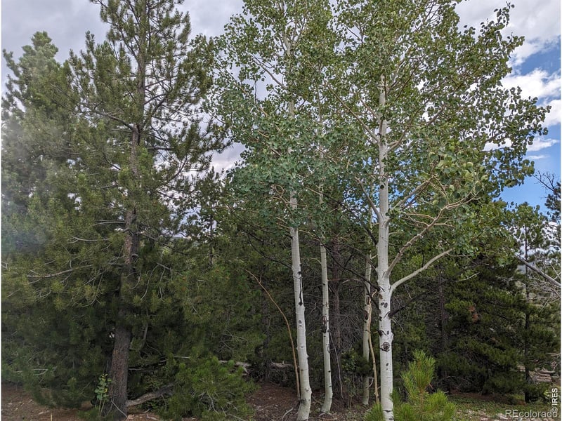90 Quapaw Ct, Red Feather Lakes, CO 80545