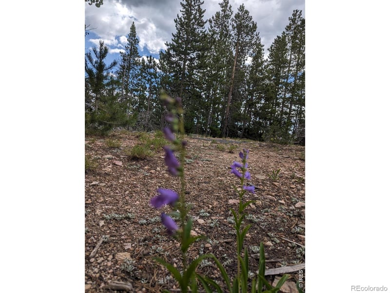 90 Quapaw Ct, Red Feather Lakes, CO 80545