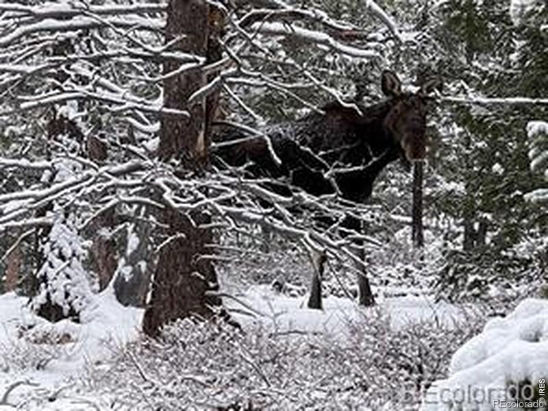 746 Riverside Dr, Lyons, CO 80540