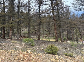 225 Trout Creek Ln, Fairplay, CO 80440