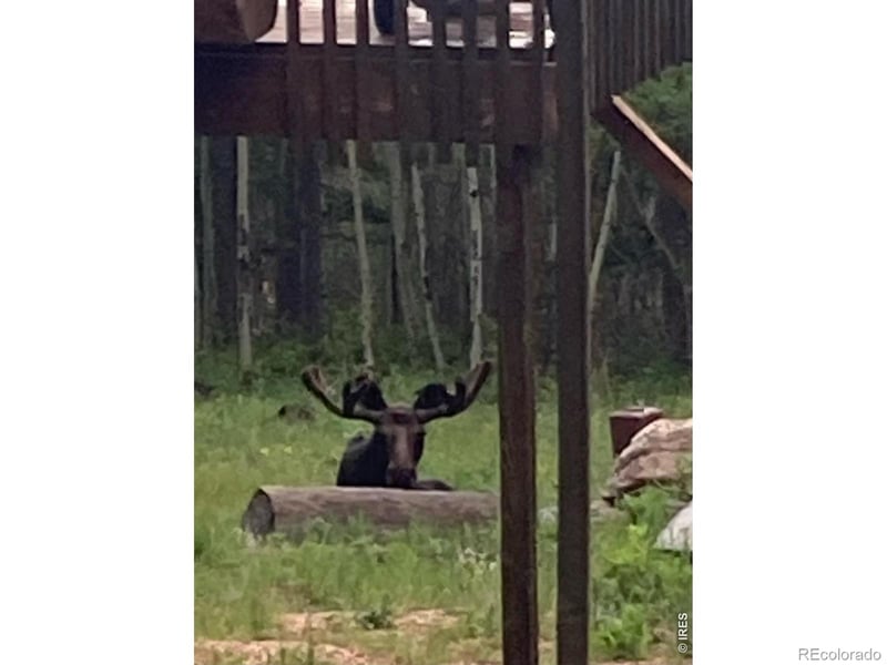 2227 Osage Trl, Red Feather Lakes, CO 80545