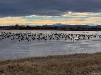1756 Barefoot Dr, Windsor, CO 80550