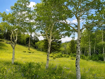 1001 County Road 86, Red Feather Lakes, CO 80545