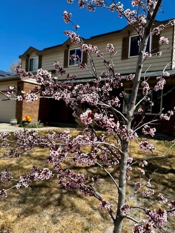 8330 Garland Dr, Arvada, CO 80005