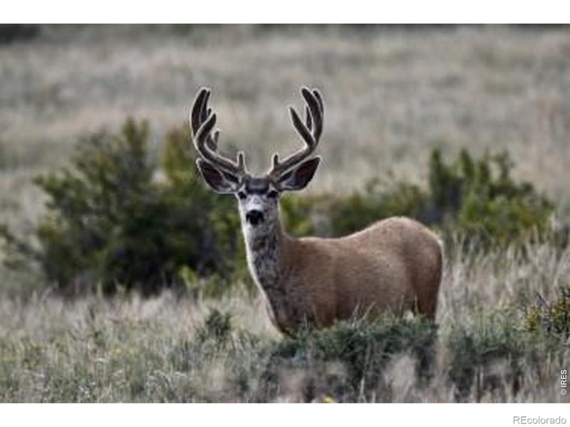 0 Red Feather Lake Rd 13, Livermore, CO 80536