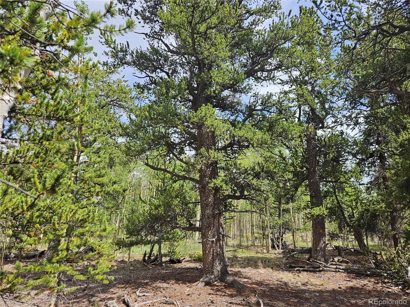 Foxtail Dr Lot 142, Fairplay, CO 80440