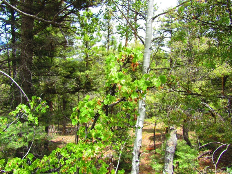 LOT 6029 Spruce Rd, San Luis, CO 81152