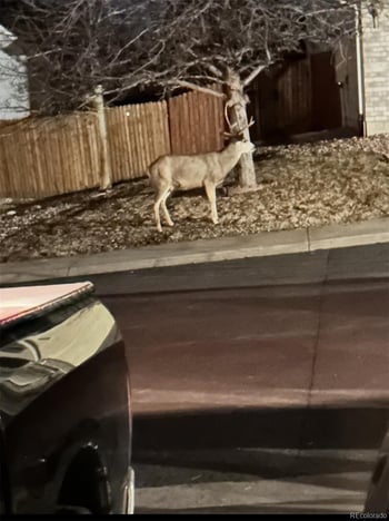 4270 Deer Watch Dr, Castle Rock, CO 80104