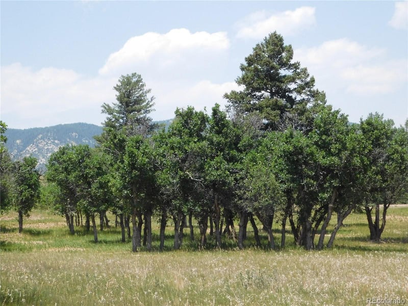 5980 Country Club Dr, Larkspur, CO 80118