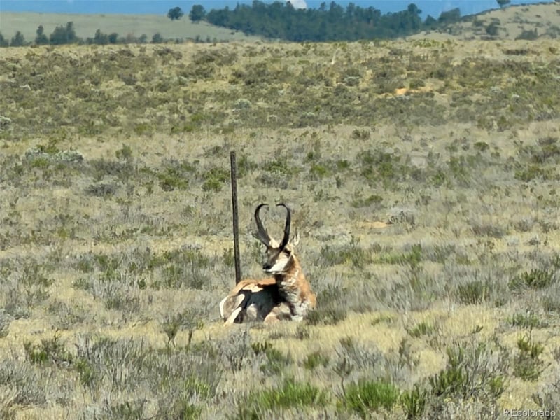Hardwood Loop, Hartsel, CO 80449