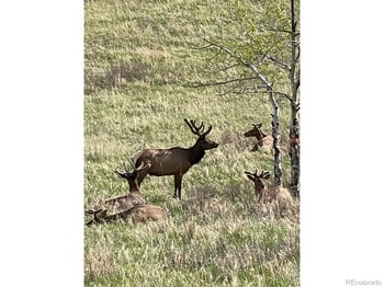 1705 Hummingbird Dr, Estes Park, CO 80517