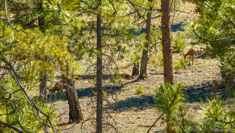146 Toms Ranch Rd, Lake George, CO 80827