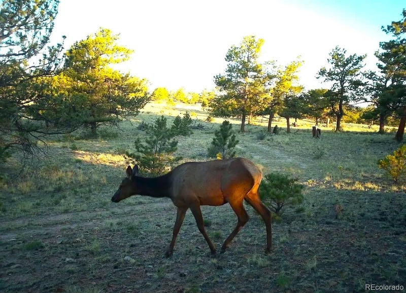 31572 Highway 9 , Fairplay, CO 80440