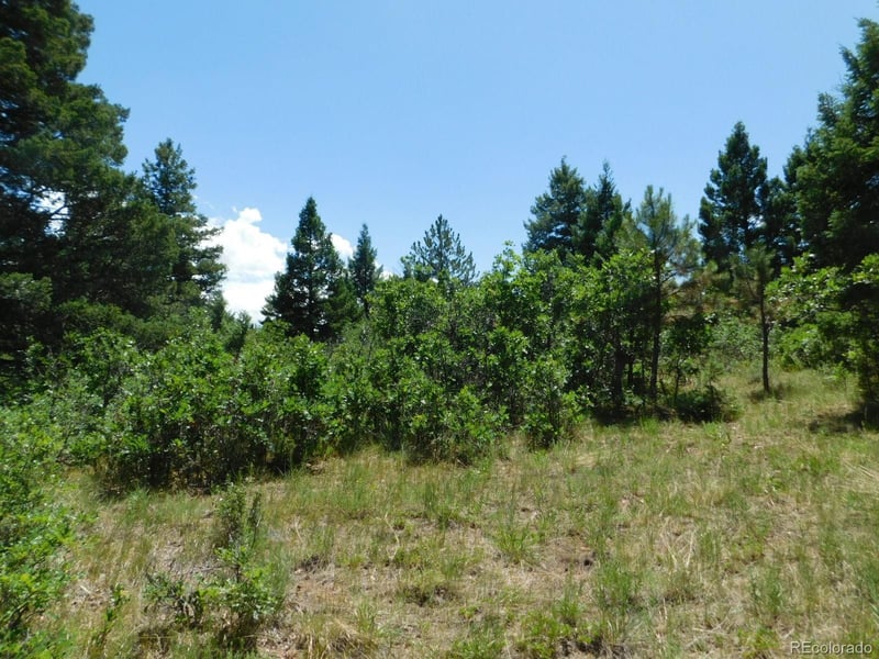 6447 Thunderbird Rd, Larkspur, CO 80118
