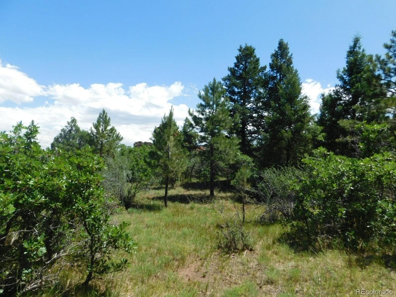6447 Thunderbird Rd, Larkspur, CO 80118