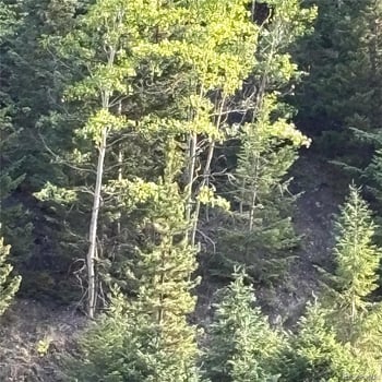 3 Miners Rd, Black Hawk, CO 80422