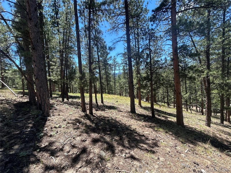 Pine Pine, Evergreen, CO 80439