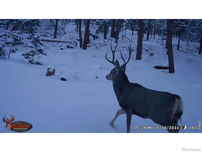 Old Camp Rd, Bellvue, CO 80512