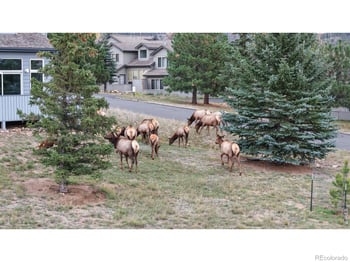 1555 Raven Cir, Estes Park, CO 80517