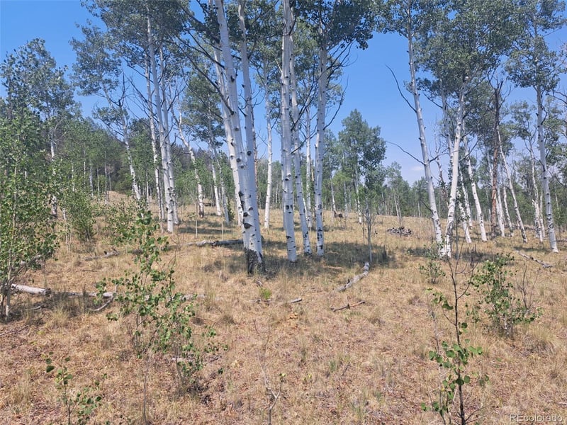 2338 Fitzsimmons Rd, Hartsel, CO 80449