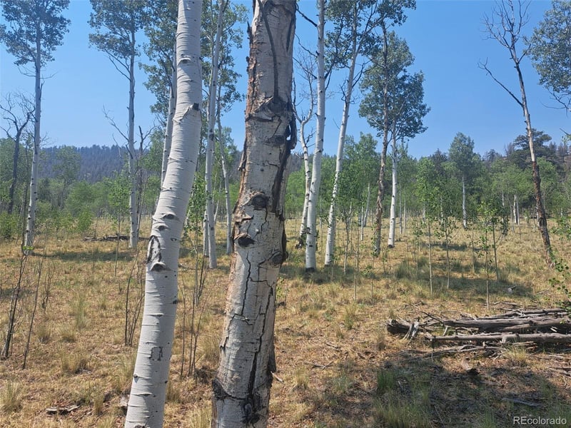 2338 Fitzsimmons Rd, Hartsel, CO 80449