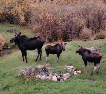 606 N Random Rd, Bailey, CO 80421