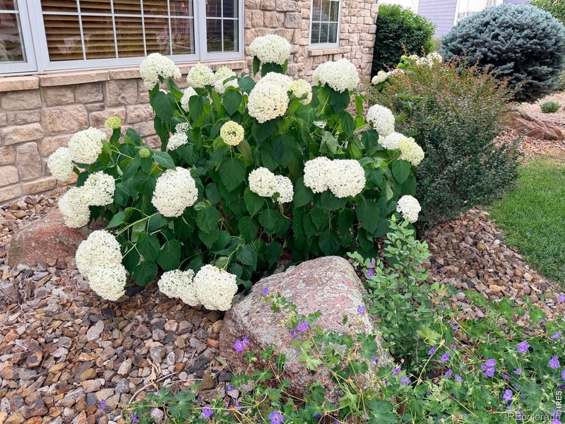 899 Panorama Pl, Windsor, CO 80550