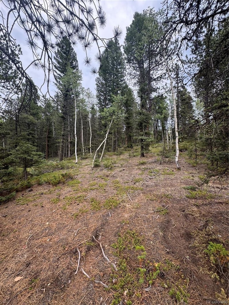 111 Elk Creek Dr, Divide, CO 80814