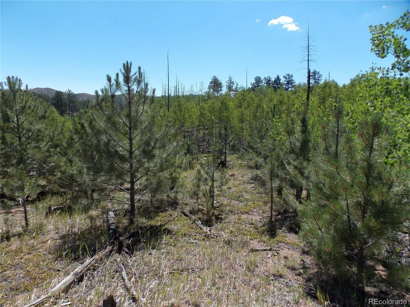 615 Valley Dr, Florissant, CO 80816