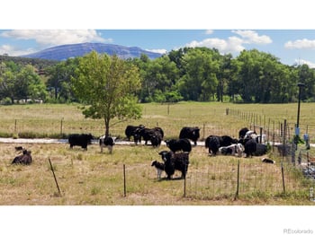 54 Rist View Rd, Bellvue, CO 80512