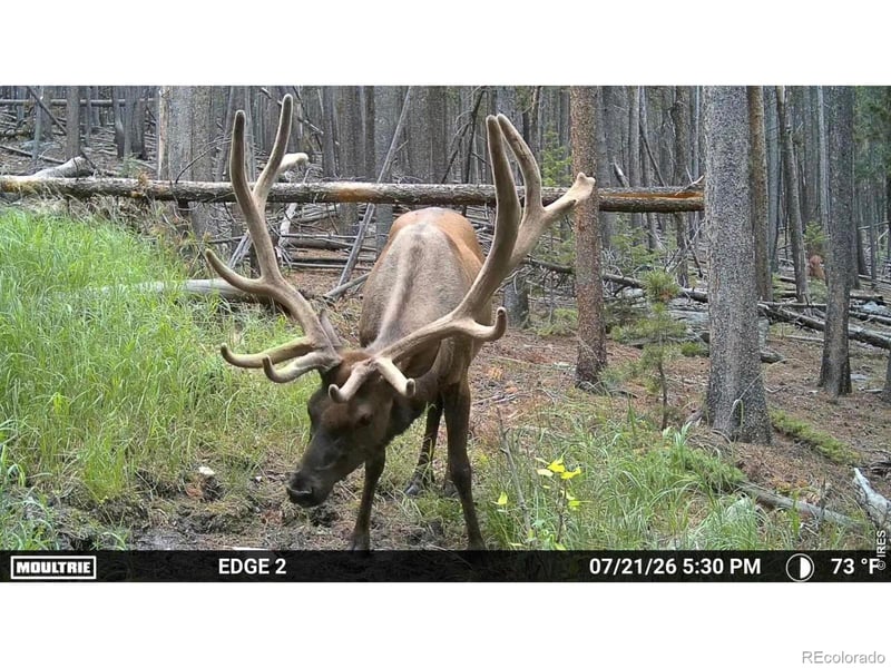 Twin Spruce Rd, Golden, CO 80403