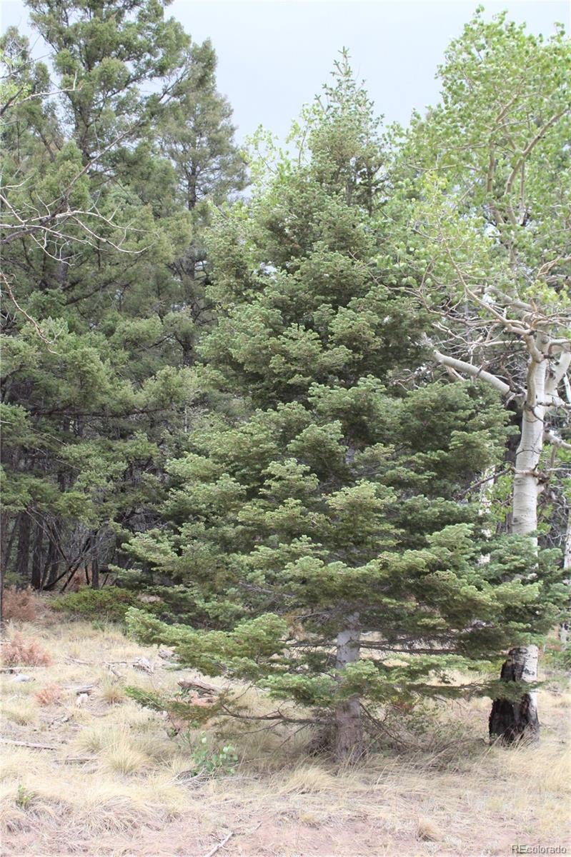 2874 Fery Loop Lot 2874, Fort Garland, CO 81133