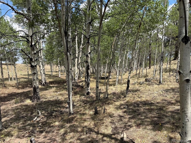 832 Ahlers Ln, Hartsel, CO 80449