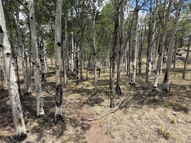 832 Ahlers Ln, Hartsel, CO 80449